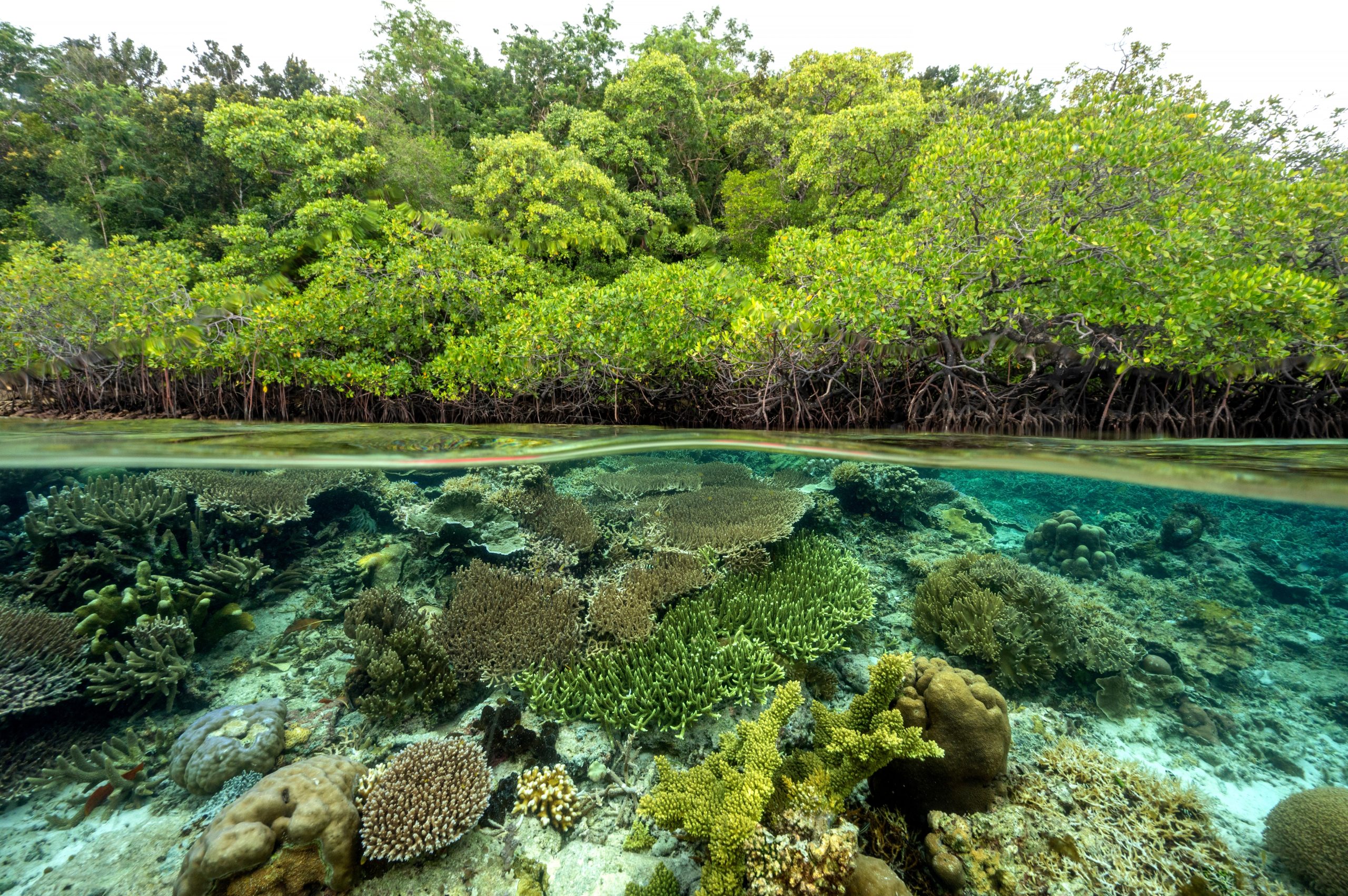 keragaman-hayati-di-pesisir-peran-ekosistem-laut-dalam-menjaga-keseimbangan-alam